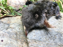 Scalopinae