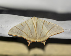 Ourapteryx sciticaudaria