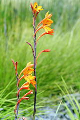 Watsonia zeyheri
