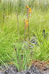 Watsonia zeyheri