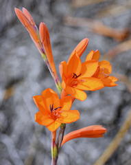 Watsonia zeyheri