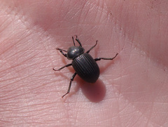 Scotobius ovalis