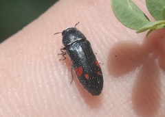 Acmaeodera acanthicola