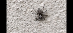 Saitis variegatus