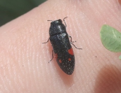 Acmaeodera acanthicola