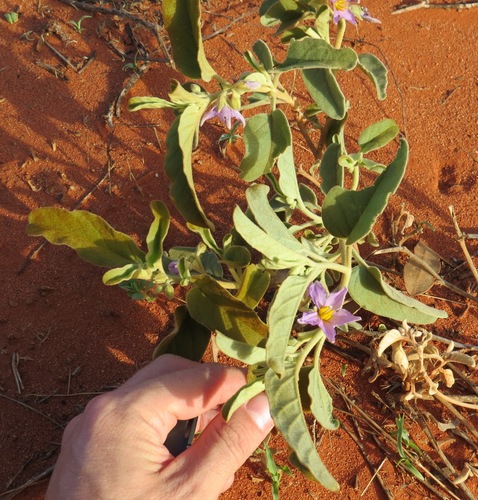 Desert Raisin (Solanum centrale) · iNaturalist