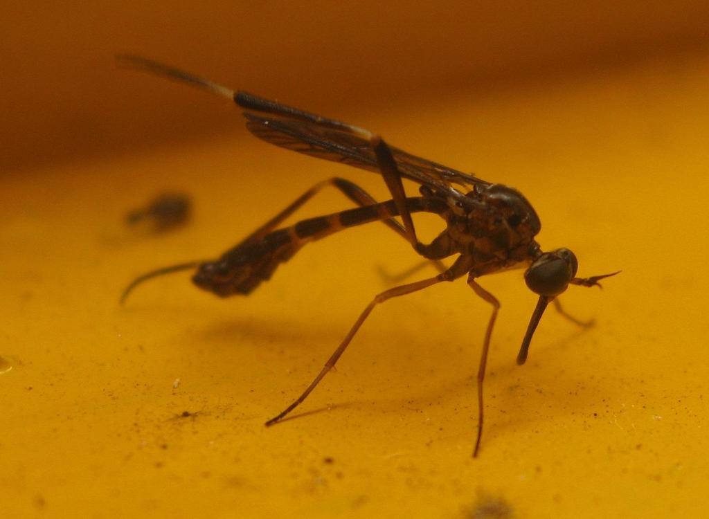 Vermipardus londti