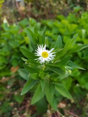 Erigeron annuus