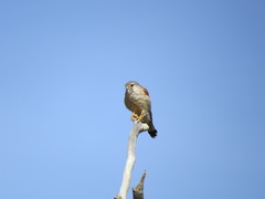 Falco cenchroides cenchroides