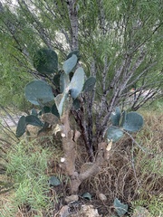 Opuntia cacanapa