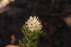 Paranomus esterhuyseniae