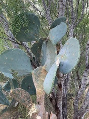 Opuntia cacanapa