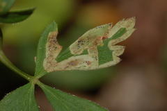 Phytomyza multifidae