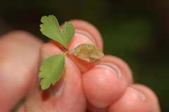Phytomyza multifidae