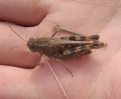 Calliptamus barbarus