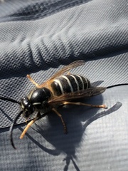 Dolichovespula albida