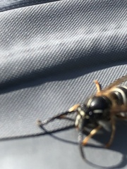 Dolichovespula albida