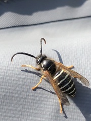 Dolichovespula albida