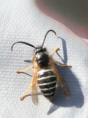 Dolichovespula albida