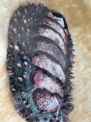 Acanthopleura echinata