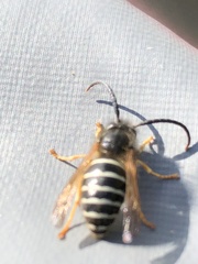 Dolichovespula albida