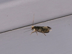 Monopis marginistrigella