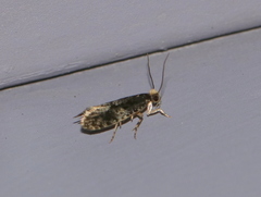 Monopis marginistrigella