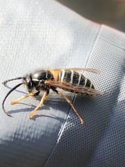 Dolichovespula albida