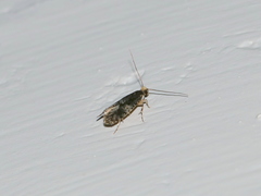 Monopis marginistrigella