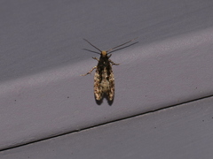 Monopis marginistrigella