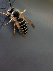 Dolichovespula albida