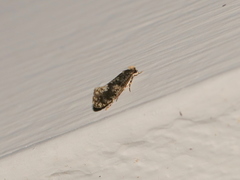 Monopis marginistrigella