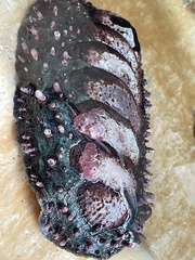 Acanthopleura echinata