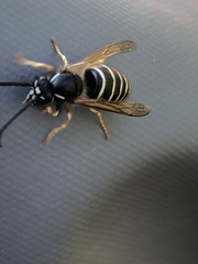 Dolichovespula albida