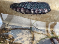 Acanthopleura echinata