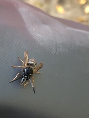 Dolichovespula albida