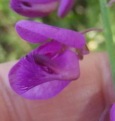 Polygala virgata virgata