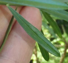 Polygala virgata virgata