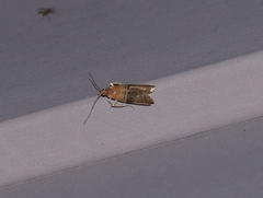 Moodna pallidostrinella