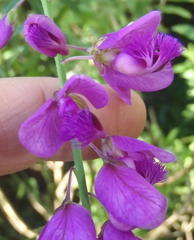 Polygala virgata virgata