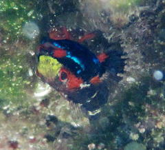 Helcogramma rharhabe