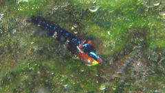 Helcogramma rharhabe