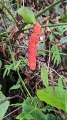 Anthurium hoffmannii