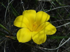 Moraea variabilis