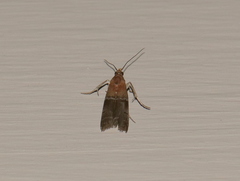 Moodna pallidostrinella