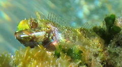Helcogramma rharhabe