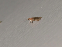 Moodna pallidostrinella