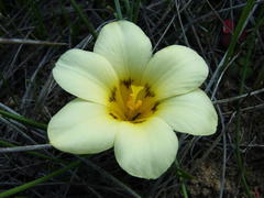 Moraea variabilis