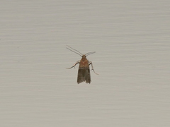 Moodna pallidostrinella