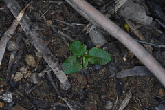 Pterostylis pedunculata